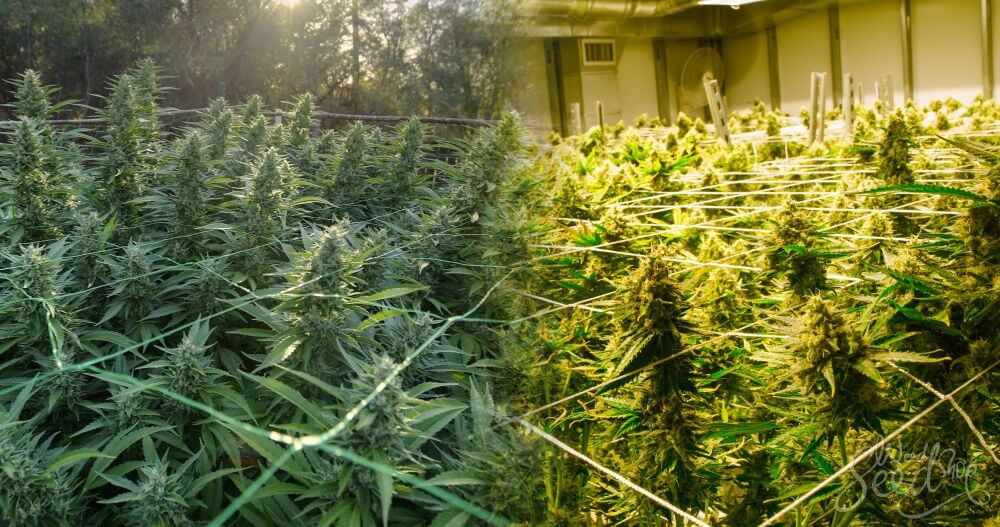 What are Indoor or Outdoor Marijuana Seeds?