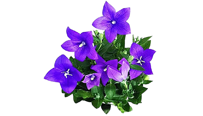 Platycodon